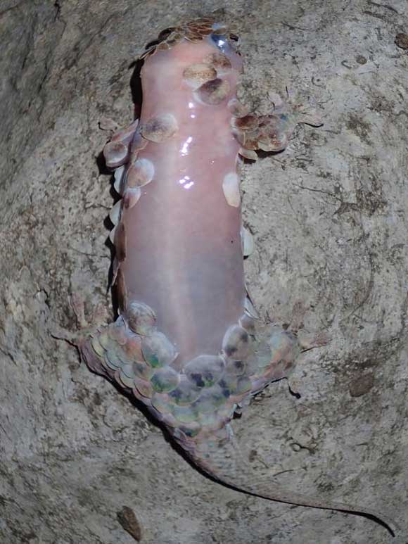 geckolepis-megalepis-01