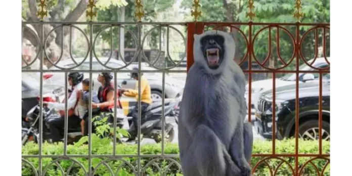  بندر کے اچانک سڑک پر آنے سے کار حادثہ، 3 افراد ہلاک