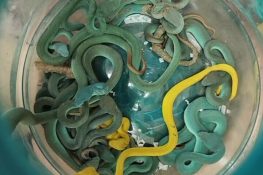 India: 16 Live Snakes Seized from Passenger Arriving from Thailand