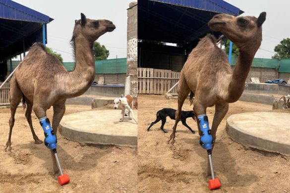 Hope Restored: Injured Camel in Sanghar Walks Again with US-Made Prosthetic Leg