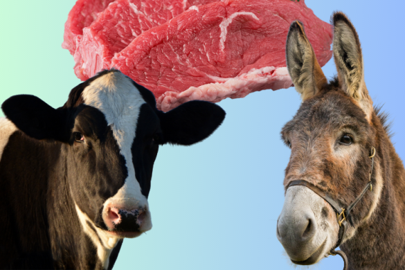 Donkey Meat Scam Busted in Islamabad