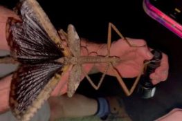 Giant Insect Species Discovered in Australia’s Rainforest