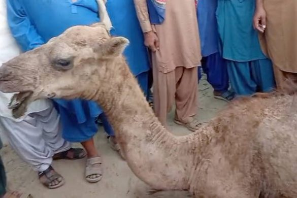 Injured Camel Undergoes Surgery in Karachi After Brutal Attack in Sukkur