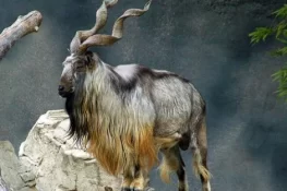 Pakistan Issues Permits for Trophy Hunting of Markhor, Highest Bid Reaches $246,000