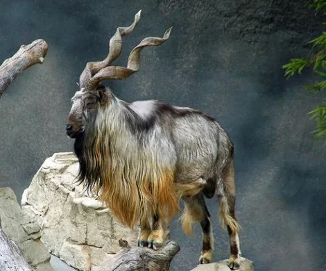Pakistan Issues Permits for Trophy Hunting of Markhor, Highest Bid Reaches $246,000