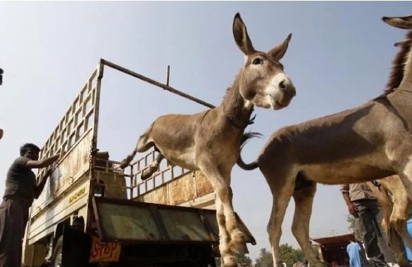 China to Invest in Donkey Farming in Pakistan’s Peshawar