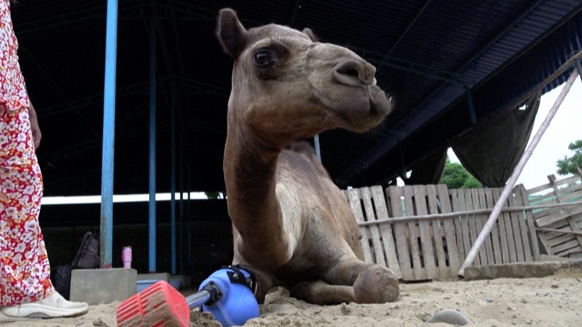 A camel lies on the ground in a shelter, showcasing a prosthetic limb, with a person and grooming tools in the background.