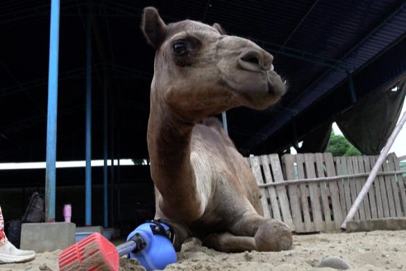 Influential Landowner Breaks Camel’s Leg Over Water Dispute in Sukkur