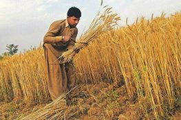 Punjab Cuts Wheat Seed Prices, Offering Relief to Farmers