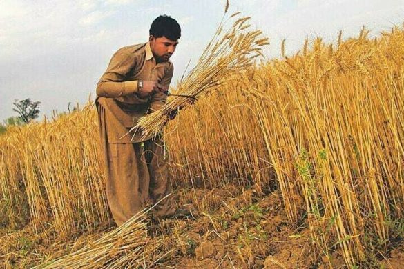 Punjab Cuts Wheat Seed Prices, Offering Relief to Farmers