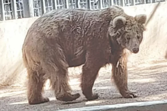 Court Orders Transfer of Karachi Zoo Bear “Rano” to Islamabad Sanctuary