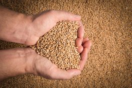 Wheat Prices Surge, Driving Flour Costs Higher Across Pakistan