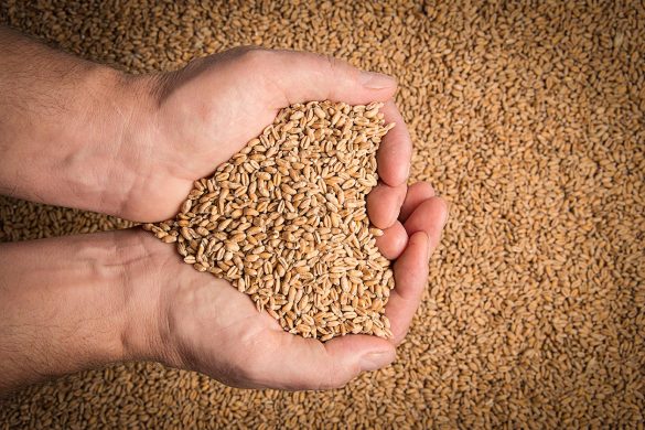 Wheat Prices Surge, Driving Flour Costs Higher Across Pakistan