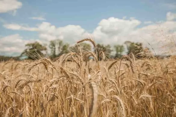 Punjab Sets Wheat Procurement Price at PKR 3,500 per Maan, Unveils Comprehensive Plan for Farmers