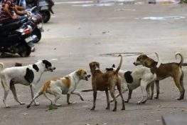 Stray Dog Attacks at Delhi Stadium Injure Kenyan and Japanese Coaches