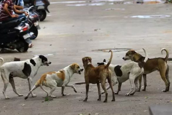 Stray Dog Attacks at Delhi Stadium Injure Kenyan and Japanese Coaches