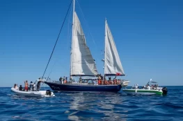Israeli Forces Intercept Freedom Flotilla Headed to Gaza
