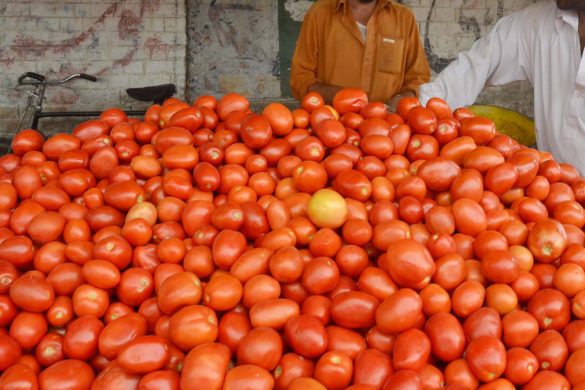 Tomato Prices in Pakistan Soar to Record Highs, Leaving Consumers Struggling