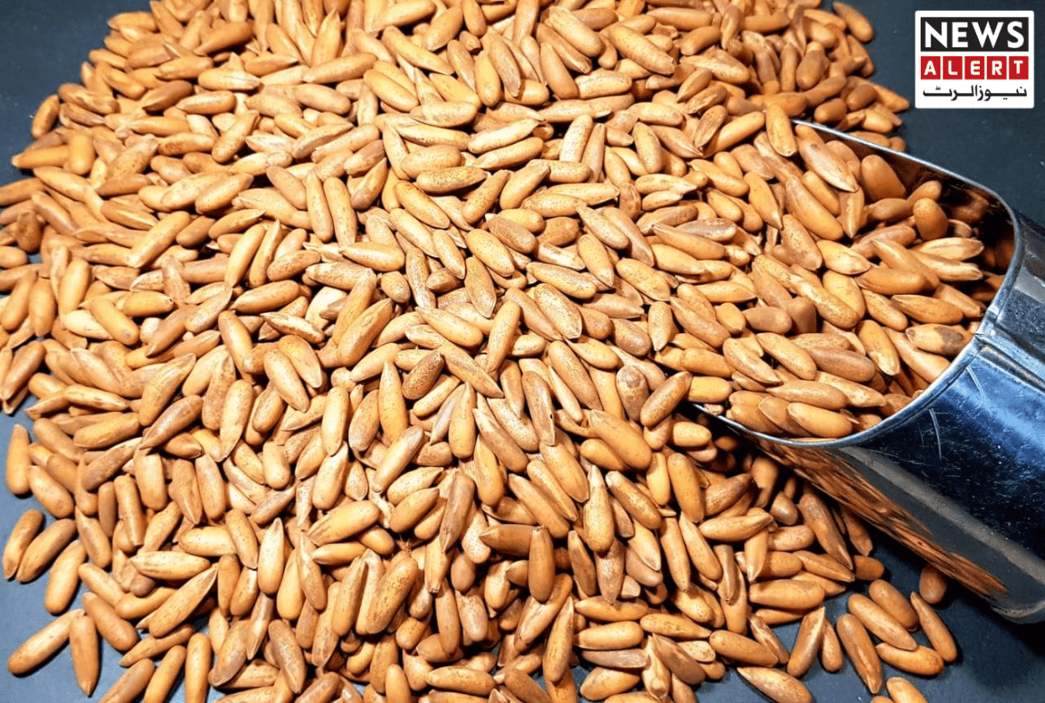 A close-up of a heap of brown pine nuts with a metallic scoop resting on the surface of the pile.