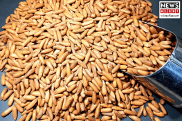 Pine Nuts Become Affordable: Prices Drop to PKR 3,000 per Kilogram in South Waziristan
