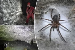 World’s Largest Spider Web Discovered in European Cave — Built by Over 111,000 Spiders
