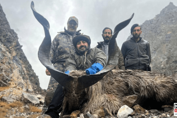 Russian Hunter Pays $68,000 to Hunt Kashmir Markhor in Northern Pakistan