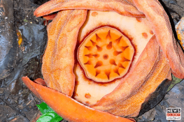 After 13 Years of Effort, Scientists Discover One of the Rarest Flowers in the World