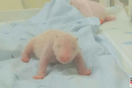 Indonesia Celebrates First Panda Birth at Taman Safari Conservation Park