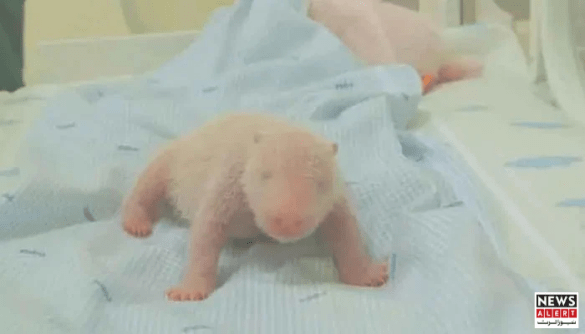 Indonesia Celebrates First Panda Birth at Taman Safari Conservation Park