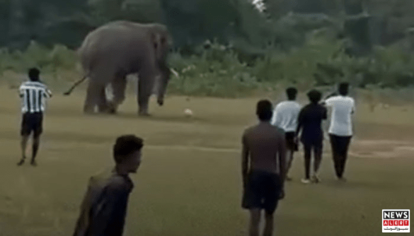 Elephant Joins Football Match in Odisha, Video Goes Viral
