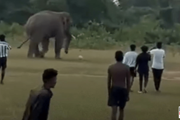 Elephant Joins Football Match in Odisha, Video Goes Viral