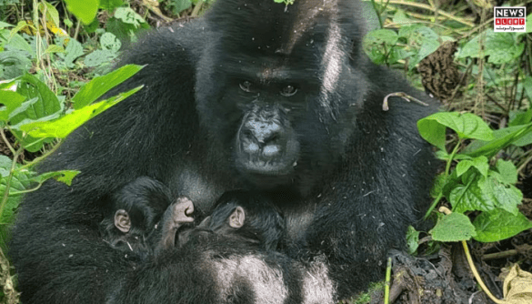 Rare Mountain Gorilla Gives Birth to Twins in Congo