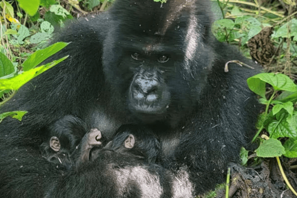 Rare Mountain Gorilla Gives Birth to Twins in Congo