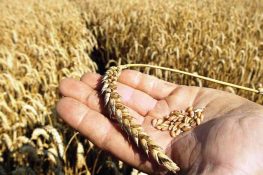 Wheat Prices Surge by 700 Rupees, Pushing Bread Costs Higher Across Punjab