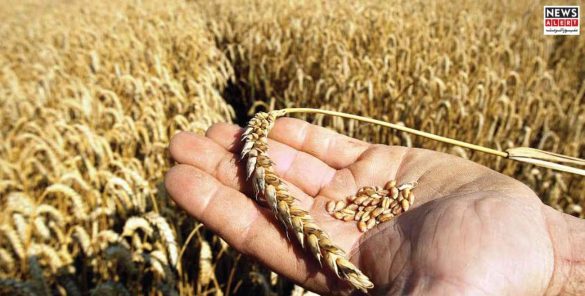 Wheat Prices Surge by 700 Rupees, Pushing Bread Costs Higher Across Punjab