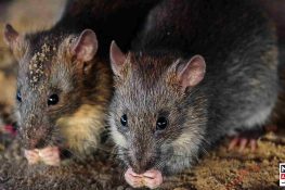 Rats Ate 200kg of Cannabis? Indian Court Acquits Drug Trafficking Suspect Over Missing Evidence