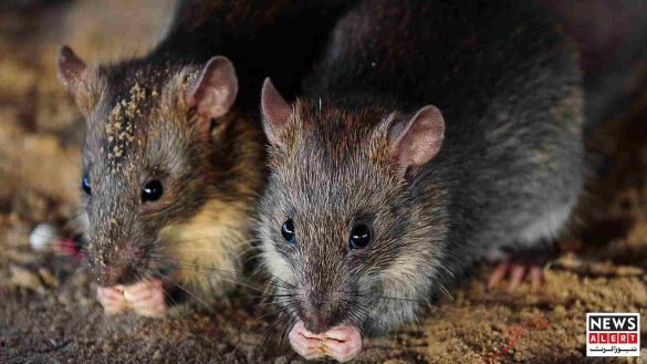 Rats Ate 200kg of Cannabis? Indian Court Acquits Drug Trafficking Suspect Over Missing Evidence