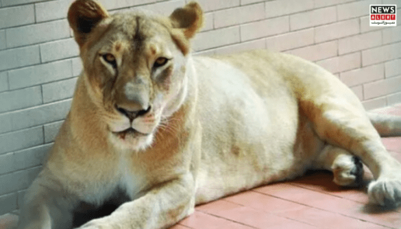 Pet Lioness Attack Leaves 8-Year-Old Girl Injured in Lahore