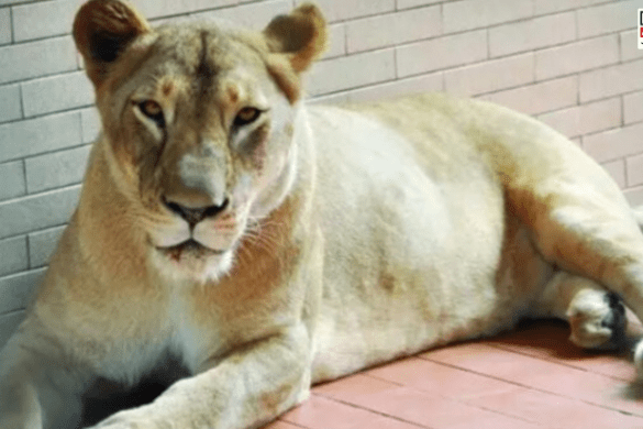 Pet Lioness Attack Leaves 8-Year-Old Girl Injured in Lahore