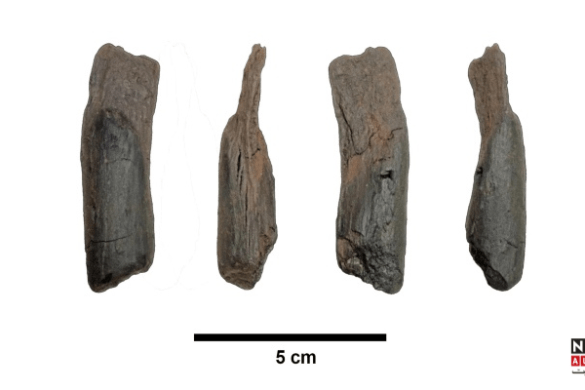 World’s Oldest Wooden Tools Discovered in Greece