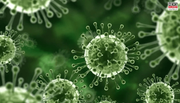 Nipah Virus: How It Spreads, What the Symptoms Are, and Why Sindh Is on Alert