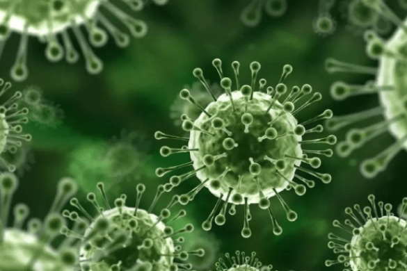 Nipah Virus: How It Spreads, What the Symptoms Are, and Why Sindh Is on Alert