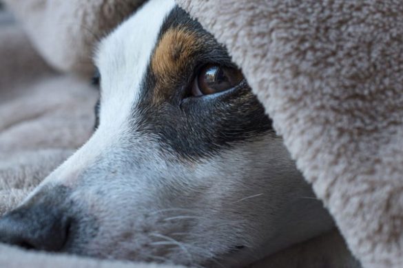 17 People Attack Siblings for Stopping Abuse of Pet Dog in Sargodha