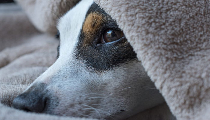 17 People Attack Siblings for Stopping Abuse of Pet Dog in Sargodha