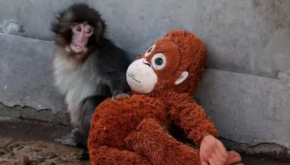 Abandoned Baby Monkey Finds Comfort in Stuffed Orangutan