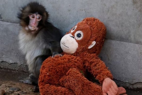 Abandoned Baby Monkey Finds Comfort in Stuffed Orangutan