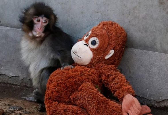 Abandoned Baby Monkey Finds Comfort in Stuffed Orangutan