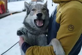Nazgul the Wolfdog Becomes Unlikely Star After Crashing Winter Olympics Race