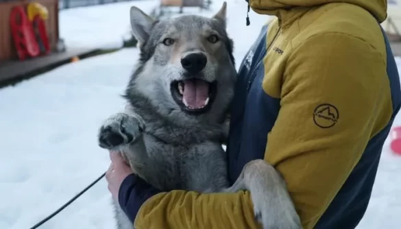 Nazgul the Wolfdog Becomes Unlikely Star After Crashing Winter Olympics Race