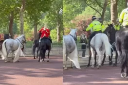 Chaos Near Buckingham Palace as Loose Horse Sparks Panic During Ceremony